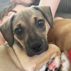 Meet your Posher, Jackie